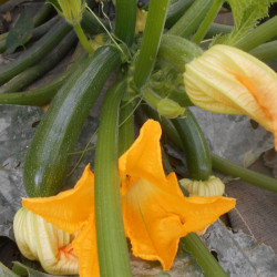 Courgette verte Zuboda