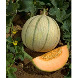 Melon Charentais Précoce du Roc