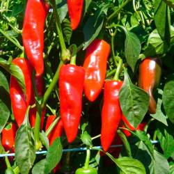 Piment Basque (Gorria)