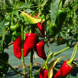 Piment Basque (Gorria)