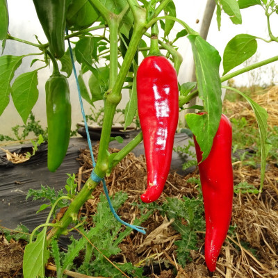 Piment Végétarien