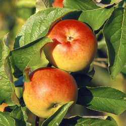 Pommier Banane