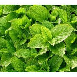 Mélisse Citronnelle