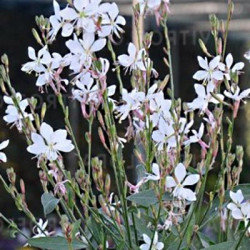 Gaura lindheimeri