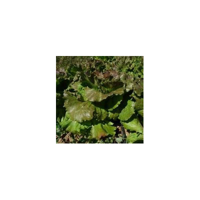 Batavia Rouge / lot de 10 mottes