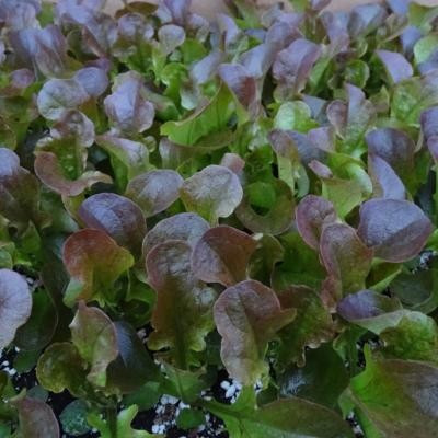 Feuille Chêne Rouge / lot de 10 mottes