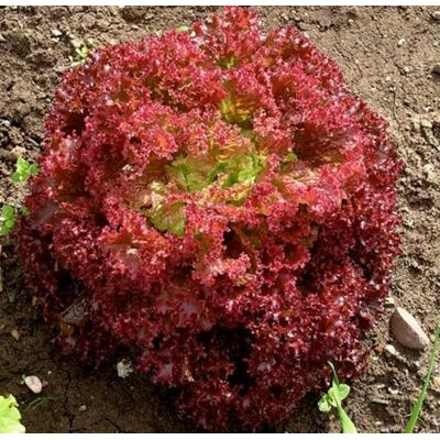Lollo Rossa / lot de 10 mottes