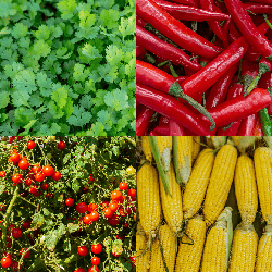 Pack Cuisine Mexicaine