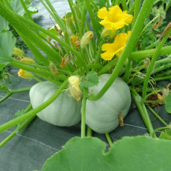 Semences Courge Bleu de Hongrie