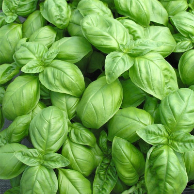 Semences Basilic