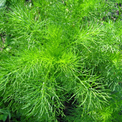 Semences Aneth Officinale