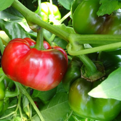 Poivron Tomate rouge
