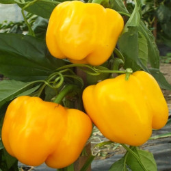 Poivron Quadrato d'Asti Giallo