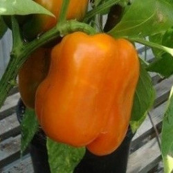 Poivron Orange Cubo