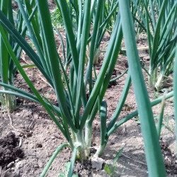Oignon blanc / lot de 10 mottes