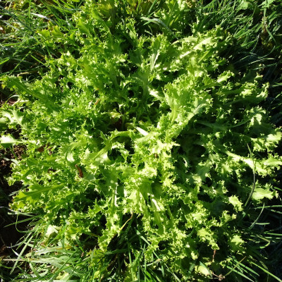 Chicorée Frisée Monaco / lot de 10 mottes
