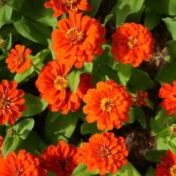 Semences Zinnia