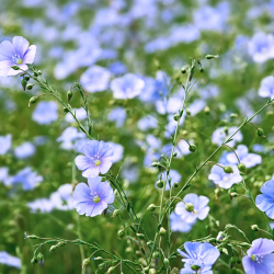 Semences Lin Bleu