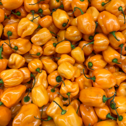 Piment Fort Habanero Golden