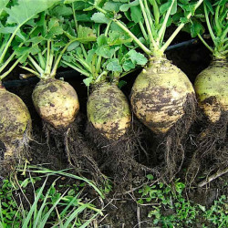 Rutabaga à collet Vert Wilhelmsburger / lot de 10 mottes