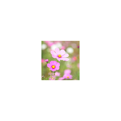 Semences Cosmos