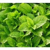 Plant de Mélisse Citronnelle Bio