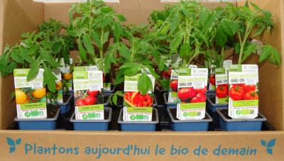 PLTOJ5 | Mélange de 15 plants tomates anciennes Bio