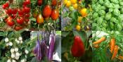 Pack "Jardin balcon" potager bio