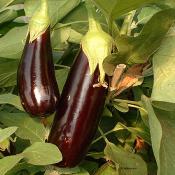 Plant d'aubergine violette Melonga population bio