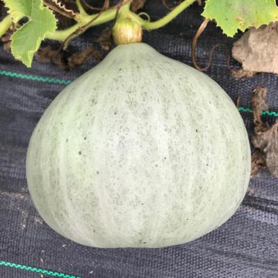 Plant de courge Blue Ballet bio (Precommande)