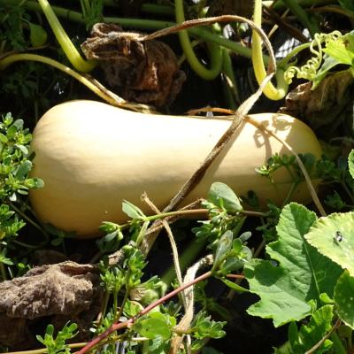 Plant de courge Butternut Musquée bio (Precommande)