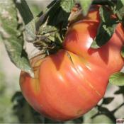 Plant Tomate Beefsteak Maraicher bio