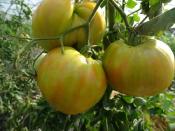 Plant Tomate Green Zebra Maraicher bio