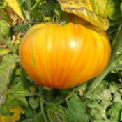 Plant Tomate Margold F1 Maraicher bio