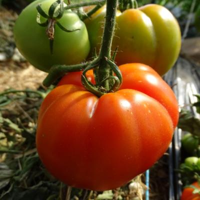Plant Tomate Ancienne Marmande bio | Magasin Pro