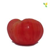 Plant Tomate Ancienne Brandywine Rose bio | Magasin Pro