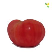 Plant Tomate Ancienne Brandywine Rose bio (Precommande)