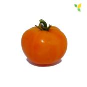 Plant Tomate Orange Queen Maraicher bio