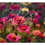 Plant Zinnia Géant de Californie bio