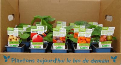 PLCPJ1 | Panache de 15 plants courge bio | Cooperative CABSO