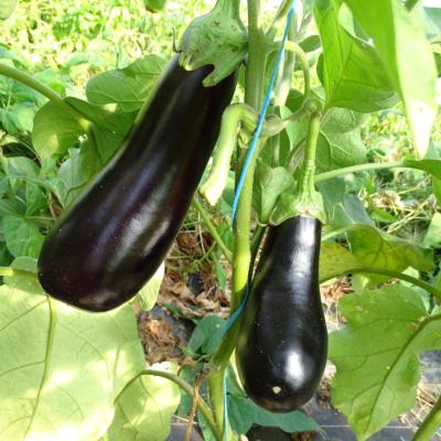 Plant d'aubergine violette Baluroi F1 Maraicher bio