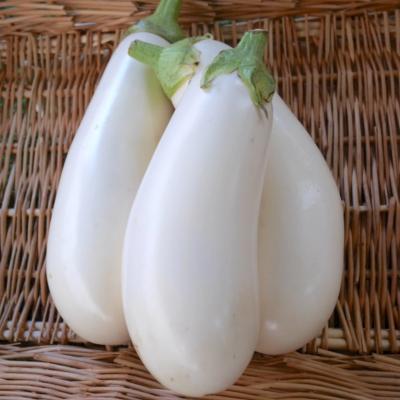 Plant d'aubergine Blanche Clara F1 Greffée | Maraicher bio