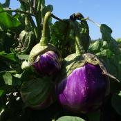 Plant d'aubergine striée Rosa Bianca bio | Magasin Pro