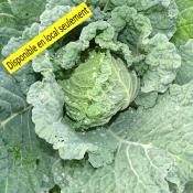 Plant Chou frisé de Milan Bio - Barquette de 10 plants