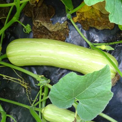 Plant de courge Longue de Nice bio | Magasin Pro