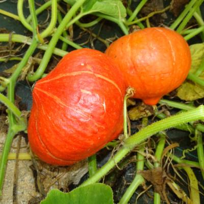 Plant de courge Potimarron Red Kuri bio (Precommande)