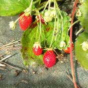 Plant fraisier remontante Cirafine bio
