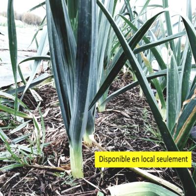 Plant poireau d'hiver Bio - Barquette de 10 mottes