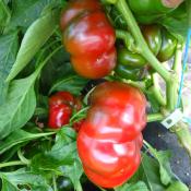 Plant Poivron Tomate rouge bio (Precommande]
