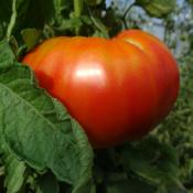 Plant Tomate Ancienne Beefsteak bio